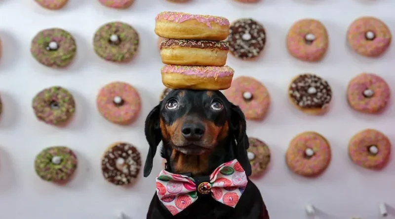 Los Dueños No Creían que el Dachshund Pudiera Hacer Trucos, Pero Ahora es Famoso por Equilibrar Cosas en su Cabeza