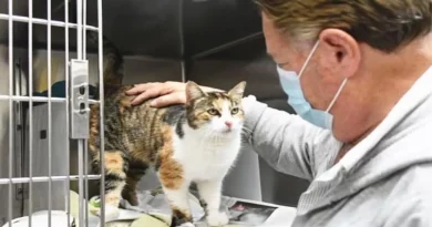 Gata se creyó perdida en los deslizamientos de lodo de California. 3 años después, la ‘Gata Milagro’ apareció de nuevo