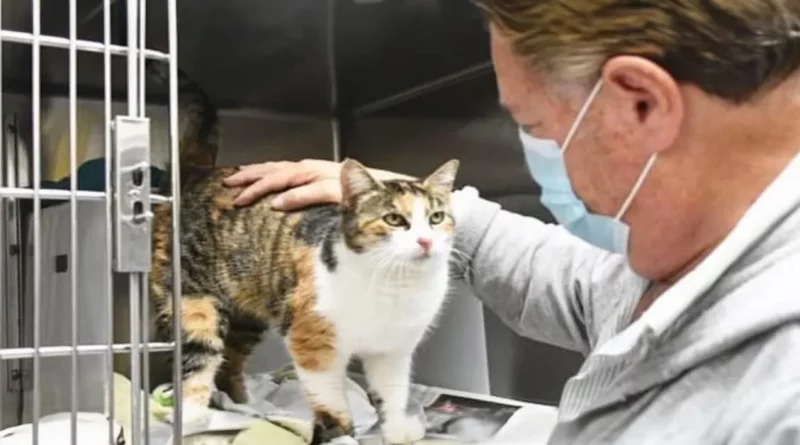 Gata se creyó perdida en los deslizamientos de lodo de California. 3 años después, la ‘Gata Milagro’ apareció de nuevo