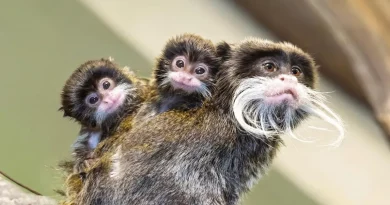 Estos Trillizos de Tití Emperador Nacieron del Tamaño de un Dedal – Con los Bigotes Más Adorables