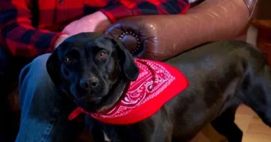 Cuando una Señora de 87 Años Cayó en una Tormenta Invernal, Fue Rescatada por un Perro (Ahora Llamado Lassie)