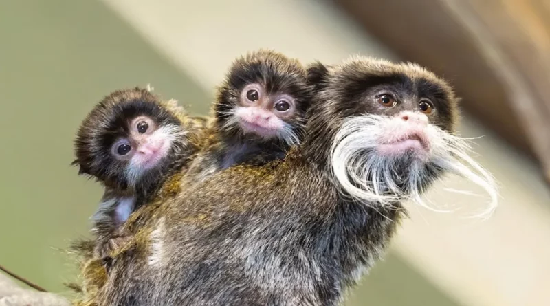 Estos Trillizos de Tití Emperador Nacieron del Tamaño de un Dedal – Con los Bigotes Más Adorables