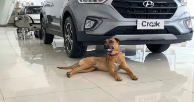 Cuando un Amoroso Perro Callejero Brasileño Visitaba un Concesionario de Coches, Finalmente lo Contrataron como Vendedor