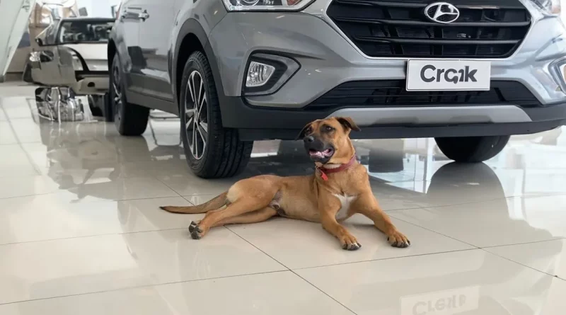 Cuando un Amoroso Perro Callejero Brasileño Visitaba un Concesionario de Coches, Finalmente lo Contrataron como Vendedor