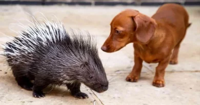 Después de que su madre rechazara al puercoespín, un perro salchicha interviene para ser su mejor amigo