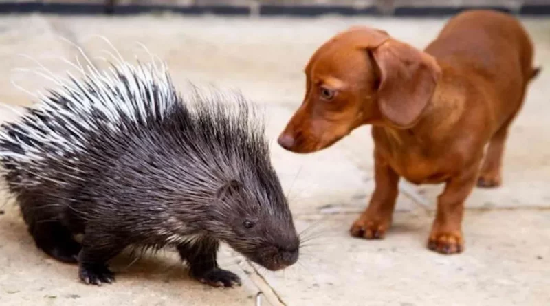 Después de que su madre rechazara al puercoespín, un perro salchicha interviene para ser su mejor amigo