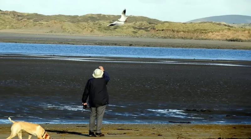 La gaviota visita al hombre que la salvó casi todos los días desde hace 12 años