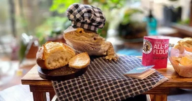 Este Lagarto Tiene Su Propio Libro de Cocina – ¡Y Es Totalmente Adorable!