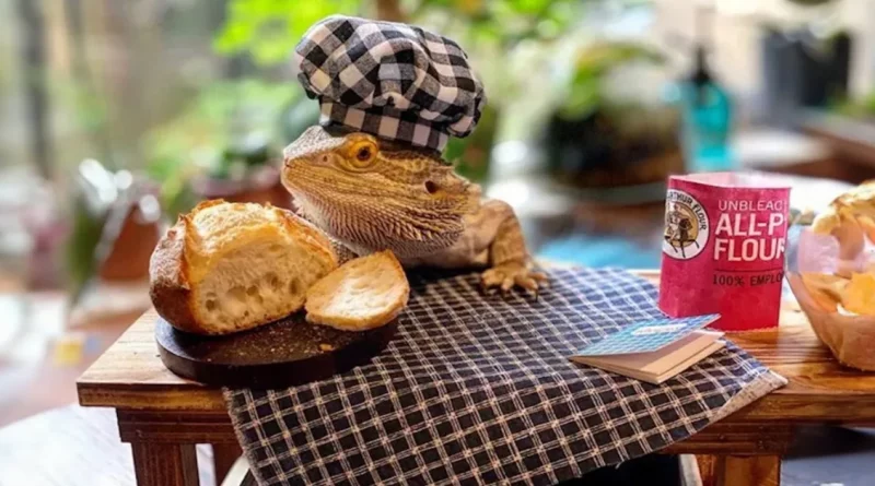 Este Lagarto Tiene Su Propio Libro de Cocina – ¡Y Es Totalmente Adorable!