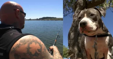 Pit Bull Aclamado como Héroe Después de Luchar Contra un Tiburón para Salvar a su Dueño