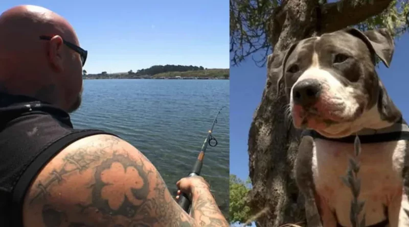 Pit Bull Aclamado como Héroe Después de Luchar Contra un Tiburón para Salvar a su Dueño