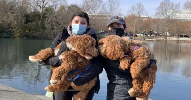 Observa el Momento Sereno en que una Perra se Encuentra con su Hermanito en un Parque—Aunque Él Vive a 800 Kilómetros de Distancia