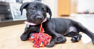 Cachorro de 6 Patas Encuentra el Hogar Perfecto Después de Ser Adoptado por un Niño Intimidado