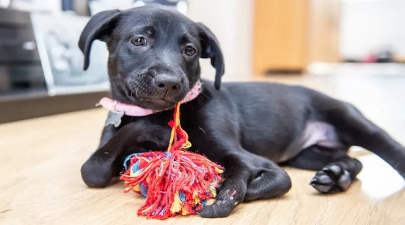 Cachorro de 6 Patas Encuentra el Hogar Perfecto Después de Ser Adoptado por un Niño Intimidado