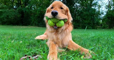 Un Perro Rompe el Récord Mundial por Sostener la Mayor Cantidad de Pelotas de Tenis en la Boca—Y los Usuarios de Redes Sociales Están Encantados