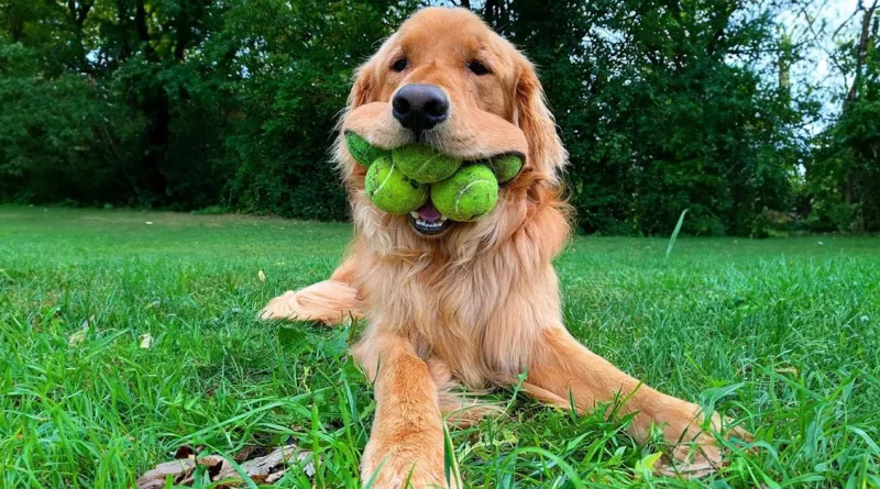 Un Perro Rompe el Récord Mundial por Sostener la Mayor Cantidad de Pelotas de Tenis en la Boca—Y los Usuarios de Redes Sociales Están Encantados