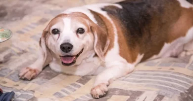 Un Perro Obeso Que Pesaba el Triple de lo Que Debe Tener un Perro Saludable Ha Hecho una Transformación Radical