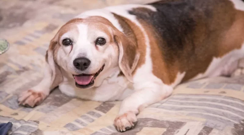 Un Perro Obeso Que Pesaba el Triple de lo Que Debe Tener un Perro Saludable Ha Hecho una Transformación Radical