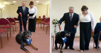 Después de que el Novio Conociera a su Futura Esposa en un Centro de Rescate de Perros, Hacen que el Rottweiler sea su Padrino en la Boda