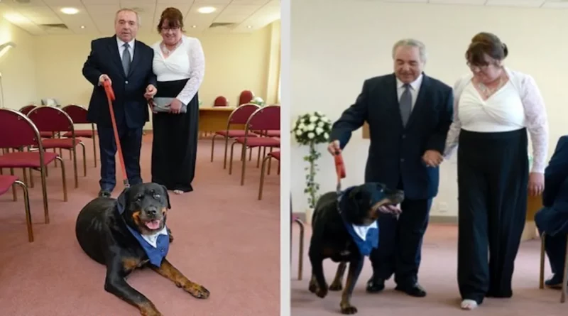 Después de que el Novio Conociera a su Futura Esposa en un Centro de Rescate de Perros, Hacen que el Rottweiler sea su Padrino en la Boda