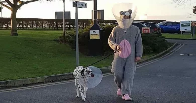 Veterinario Dedicado Usó Disfraz de Ratón para Calmar a un Perro Ansioso