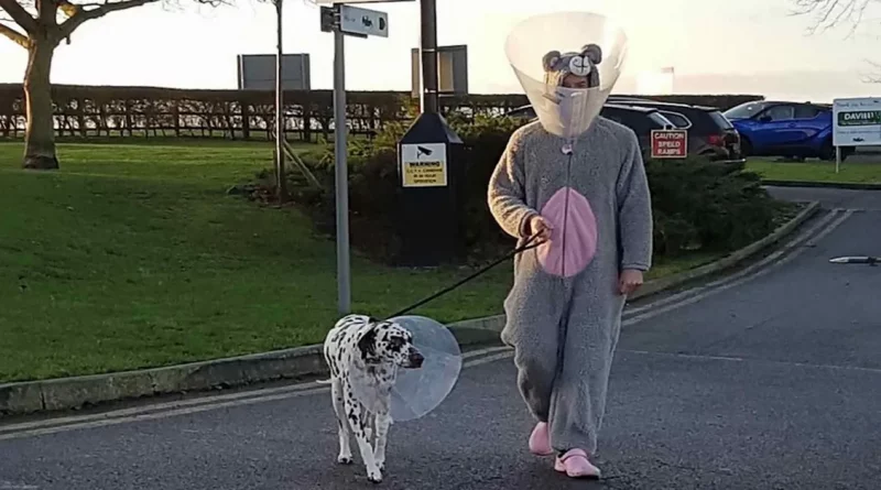 Veterinario Dedicado Usó Disfraz de Ratón para Calmar a un Perro Ansioso