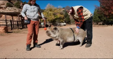 Conoce al cerdo mascota sordo que lleva un ‘cinturón mágico’