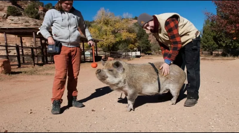 Conoce al cerdo mascota sordo que lleva un ‘cinturón mágico’