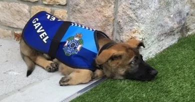 Cachorro Considerado “Demasiado Amistoso” para el Trabajo Policial Encuentra un Nuevo Empleo Apropiado