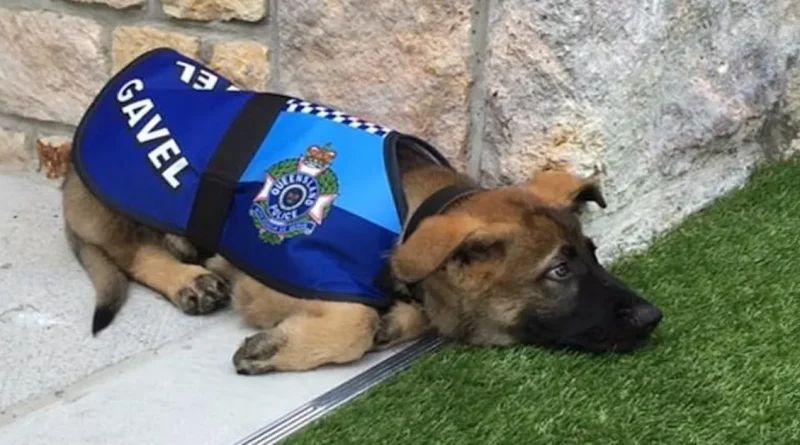 Cachorro Considerado “Demasiado Amistoso” para el Trabajo Policial Encuentra un Nuevo Empleo Apropiado