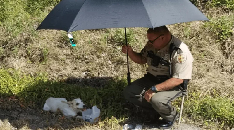 Una Mujer Queda Conmovida Por La Amabilidad De Un Policía Hacia Un Perro Abandonado Durante Una Ola De Calor