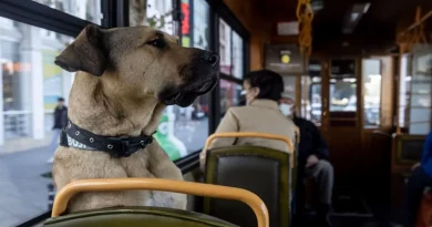 Este perro callejero se ganó el acceso libre al transporte público de la ciudad hasta que encontró su hogar definitivo