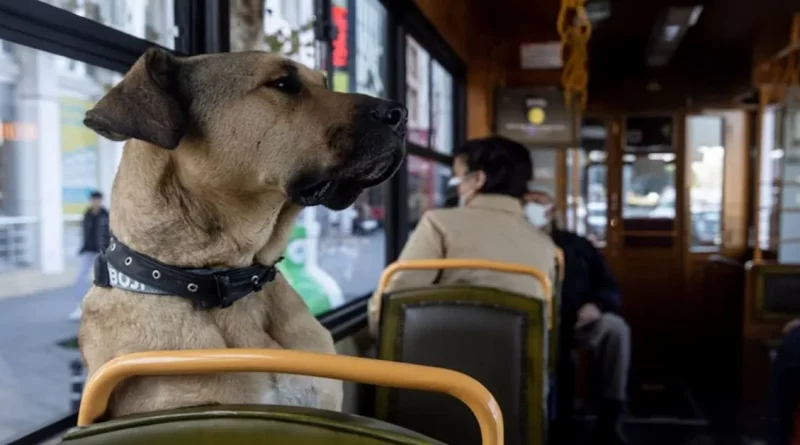 Este perro callejero se ganó el acceso libre al transporte público de la ciudad hasta que encontró su hogar definitivo