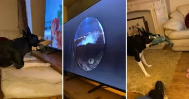 Perro sosteniendo un juguete de ‘dinosaurio’ y viendo nerviosamente ‘Jurassic Park’ está desesperado por salvar a los ‘humanos’