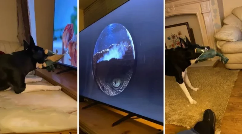 Perro sosteniendo un juguete de ‘dinosaurio’ y viendo nerviosamente ‘Jurassic Park’ está desesperado por salvar a los ‘humanos’