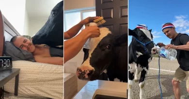 Hombre comparte su divertida rutina matutina con su vaca mascota y es absolutamente adorable