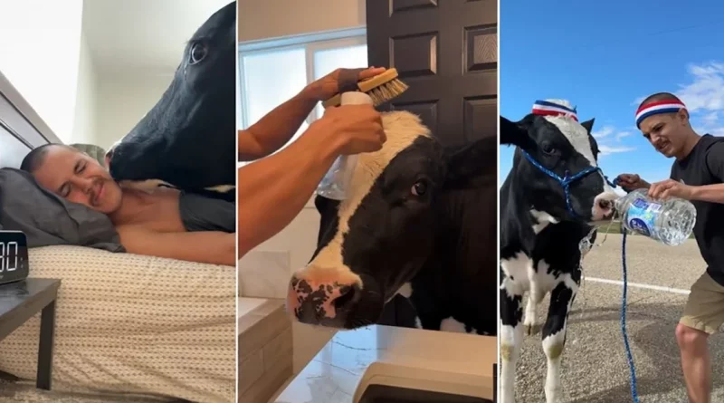 Hombre comparte su divertida rutina matutina con su vaca mascota y es absolutamente adorable