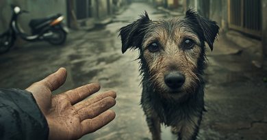 Un perro misterioso seguía sin parar a un hombre… Cuando descubrió la razón de la persecución, las lágrimas brotaron por sí solas.