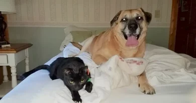 Perro Encuentra un Gato Perdido Escondido en el Piso 2 Meses Después de un Incendio en Casa