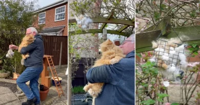 Papá de gatos deja el pelo de sus adorables mascotas en el jardín por una razón conmovedora