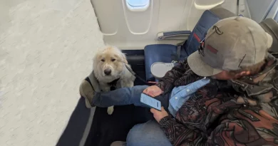 Un pasajero sorprendido tras tener que ceder su asiento de primera clase a un perro, pero muchos defienden la decisión — Aquí está la razón