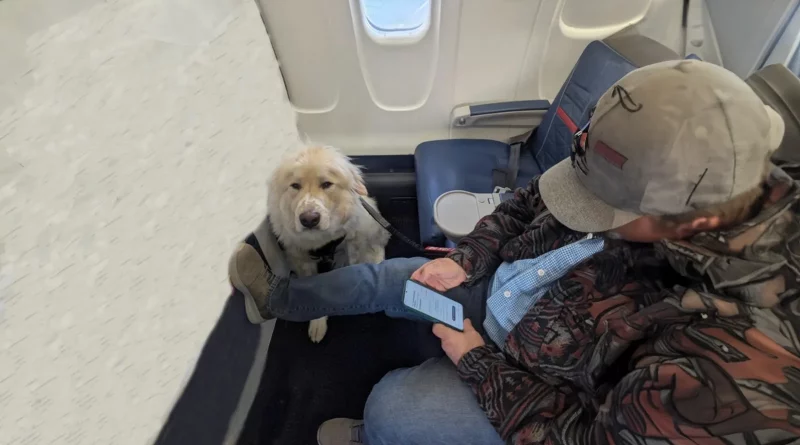 Un pasajero sorprendido tras tener que ceder su asiento de primera clase a un perro, pero muchos defienden la decisión — Aquí está la razón