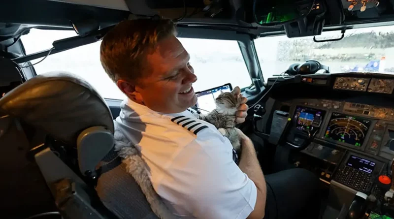 Piloto adopta a un gato callejero en pleno vuelo durante la evacuación por huracán