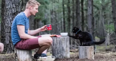 Hombre deja su aburrido trabajo para explorar Australia con un gato y una furgoneta camper, tras una mala ruptura