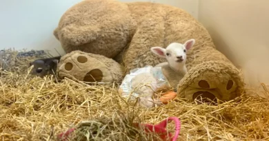 Una ovejita rescatada encuentra consuelo abrazando un enorme oso de peluche