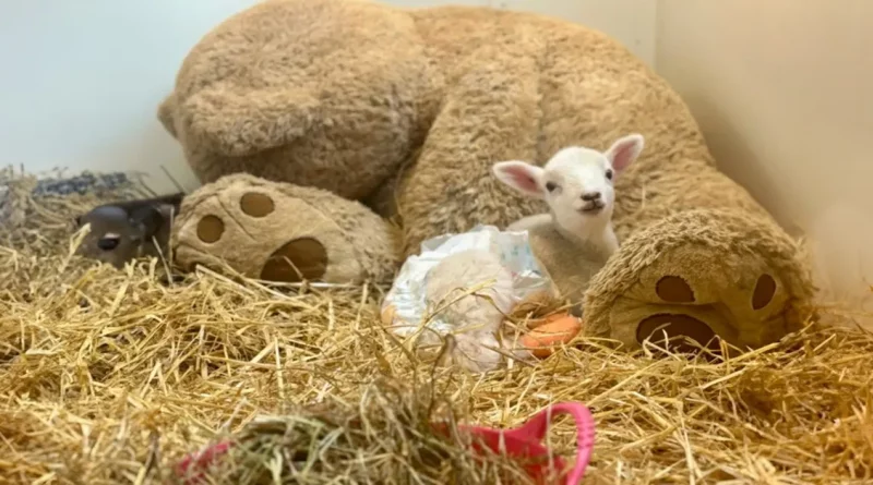 Una ovejita rescatada encuentra consuelo abrazando un enorme oso de peluche