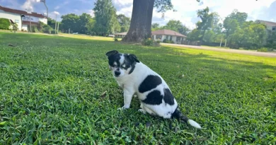 Una Historia Conmovedora De Un Perro Ciego Que Se Emociona Al Percibir A Su Persona Favorita