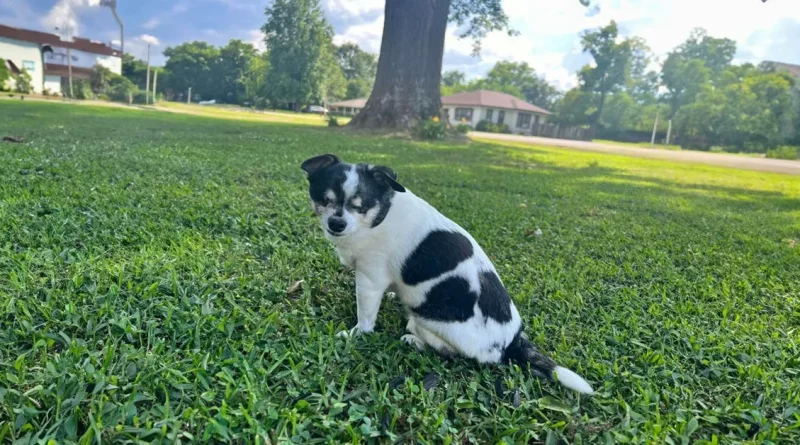 Una Historia Conmovedora De Un Perro Ciego Que Se Emociona Al Percibir A Su Persona Favorita