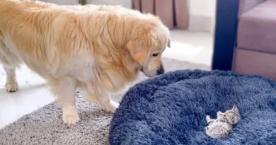 Golden Retriever Lucha De Forma Divertida Y Adorable Con Un Gatito En Su Cama