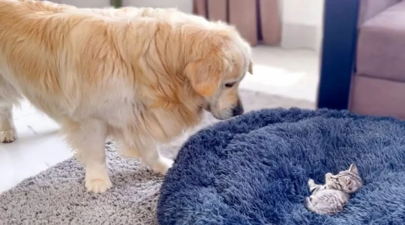 Golden Retriever Lucha De Forma Divertida Y Adorable Con Un Gatito En Su Cama